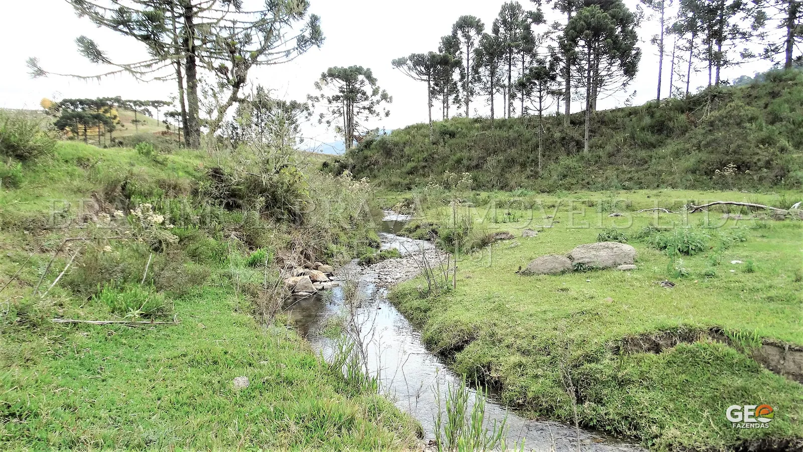 Área rural com riacho e araucárias