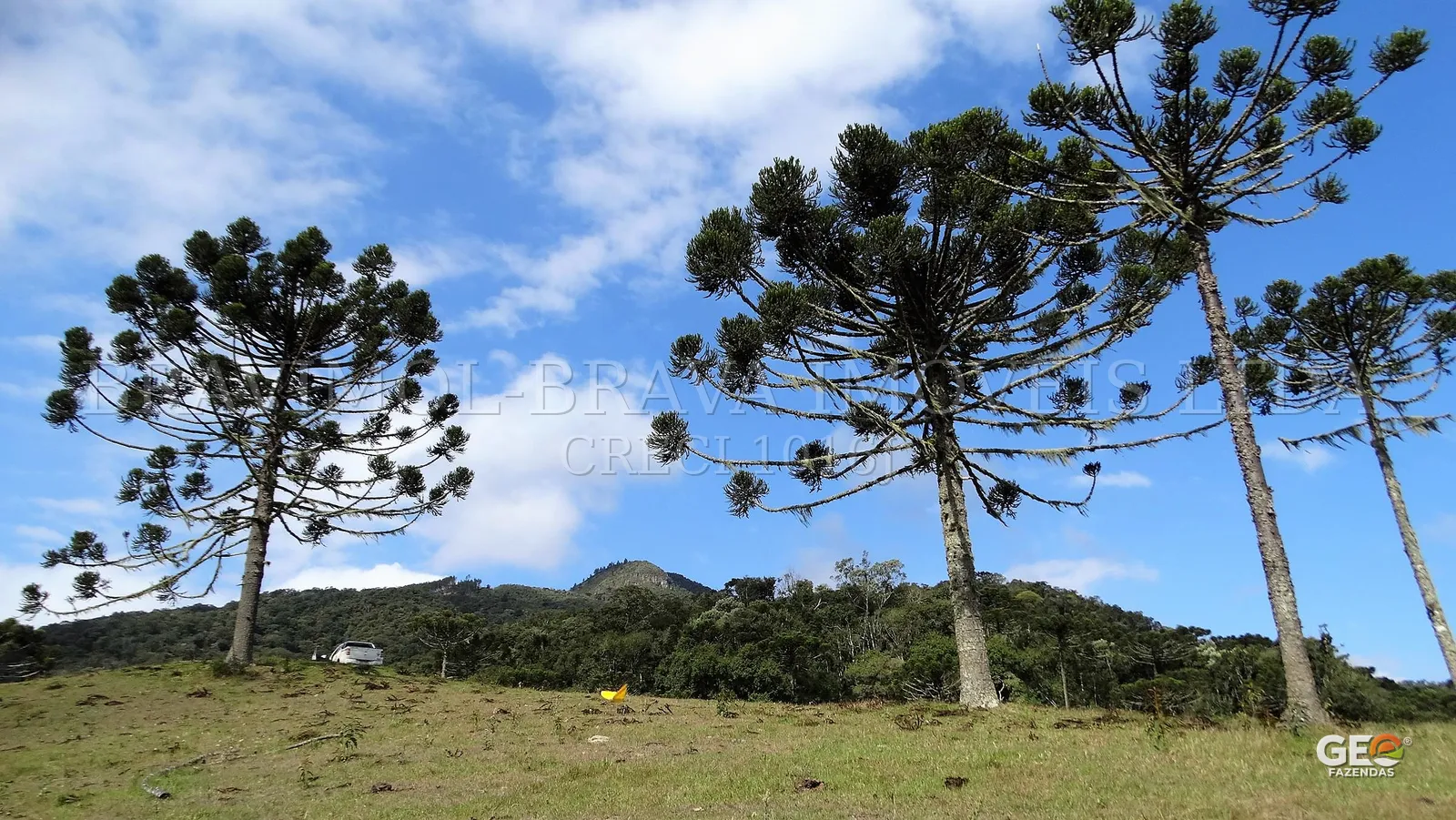 Área rural com araucárias e vegetação nativa