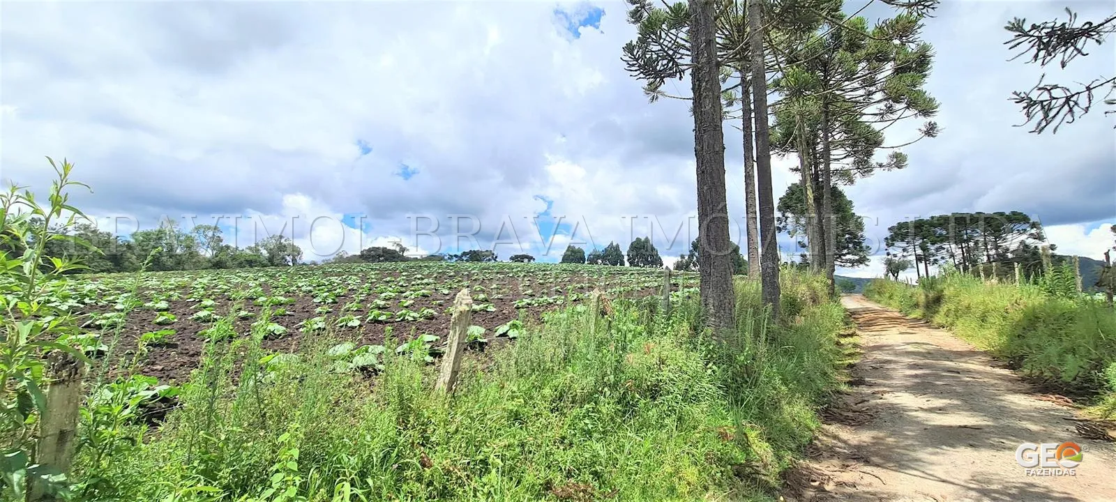 Área rural com plantação e estrada de terra