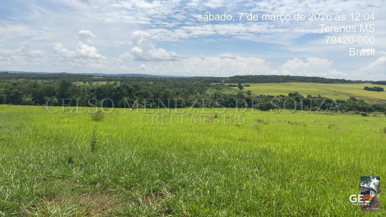 Campo verde com vegetação e horizonte aberto