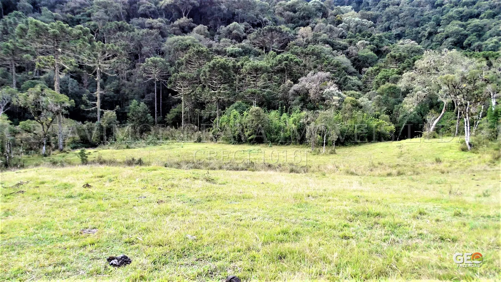 Área de pastagem com vegetação nativa ao fundo