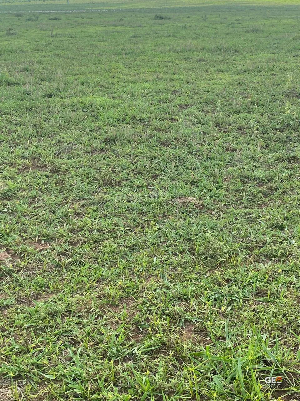 Terreno rural com vegetação rasteira