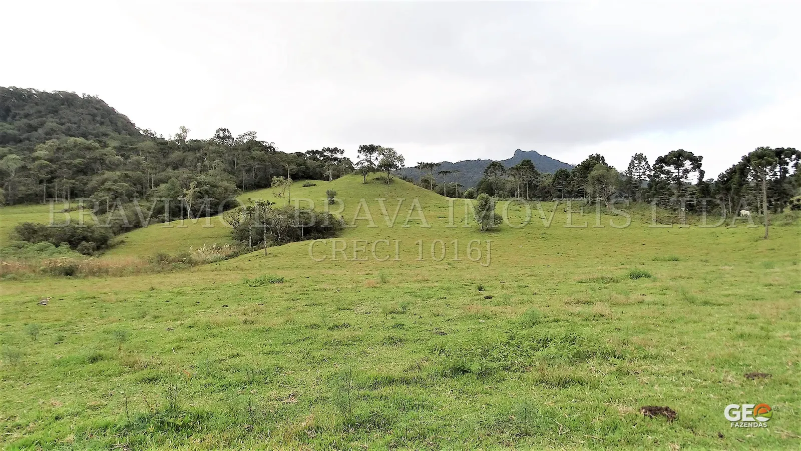 Área rural com pastagem e vegetação nativa