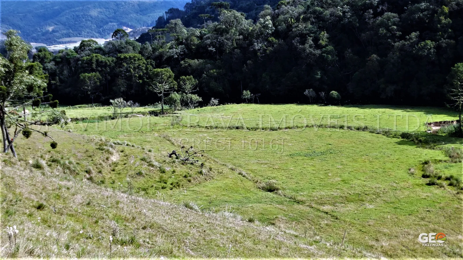 Área de pastagem com vegetação nativa ao fundo
