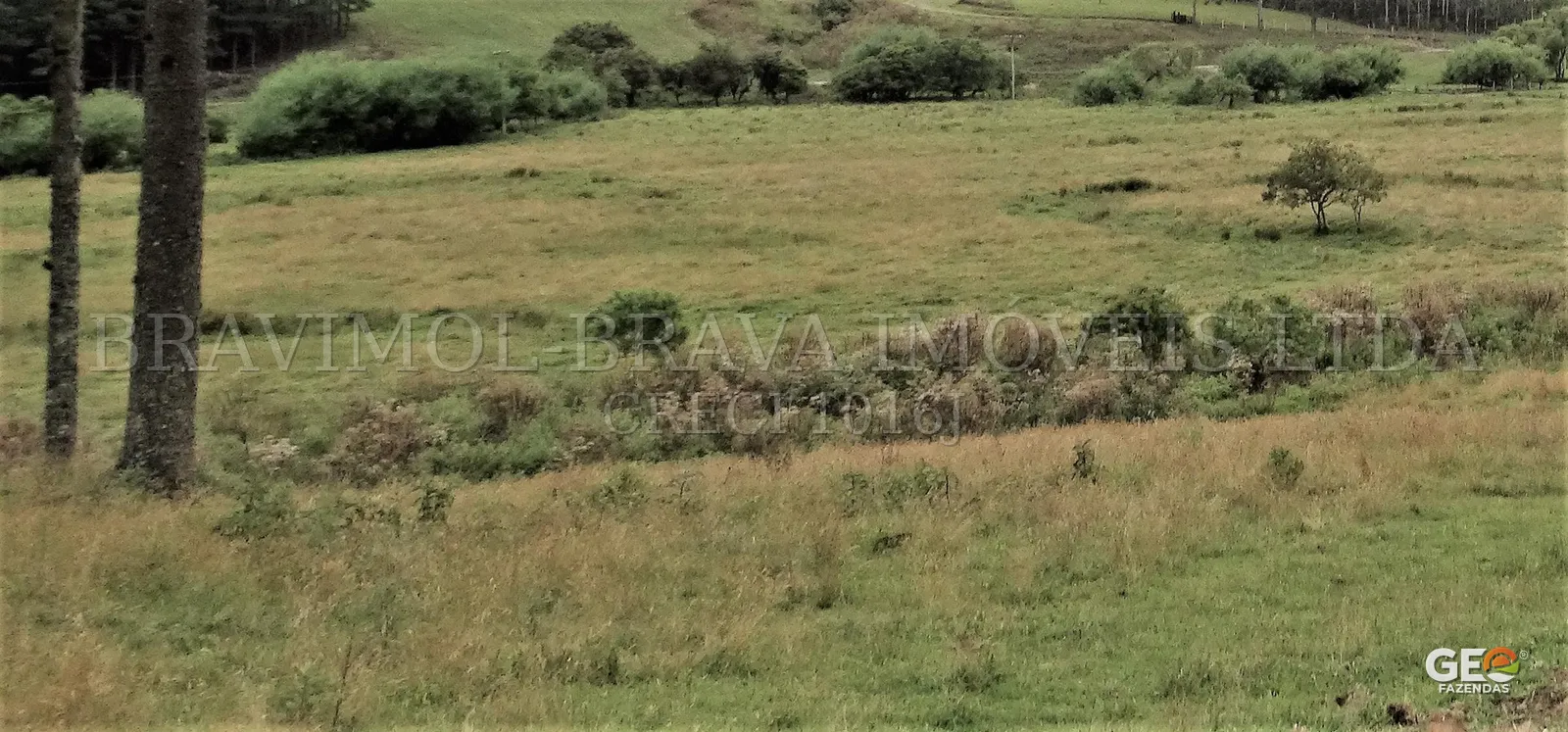 Terreno rural com vegetação e árvores dispersas