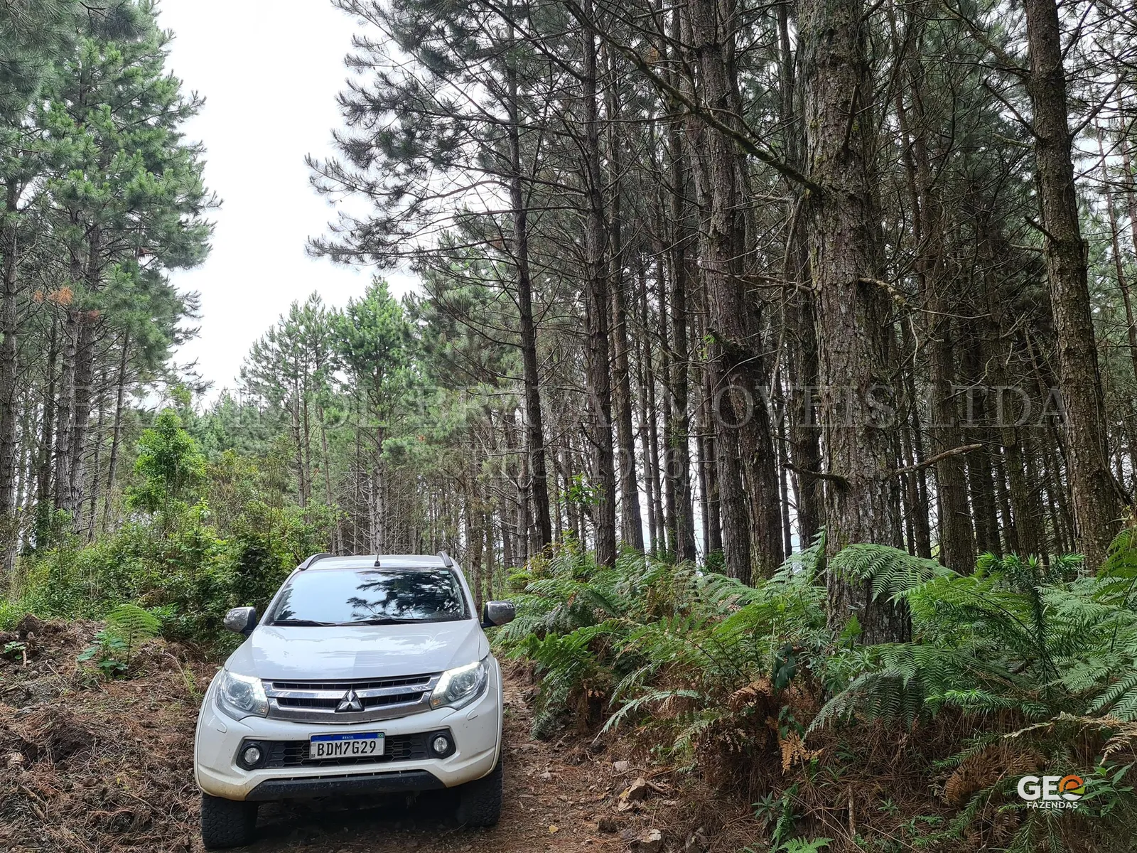 Carro em estrada de terra cercada por pinheiros