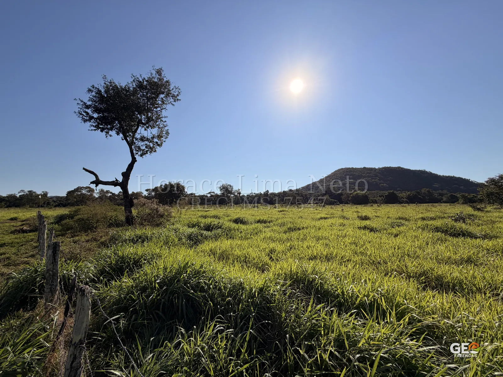 Campo aberto com árvore e morro ao fundo