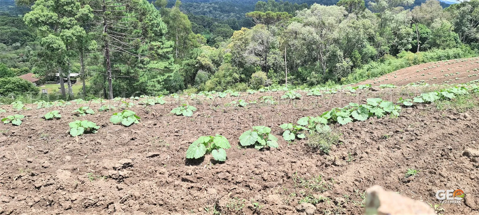 Área cultivada em propriedade rural com vegetação nativa