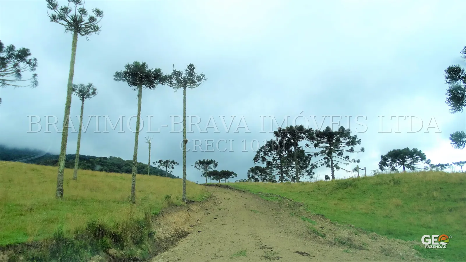 Área rural com araucárias e caminho de terra