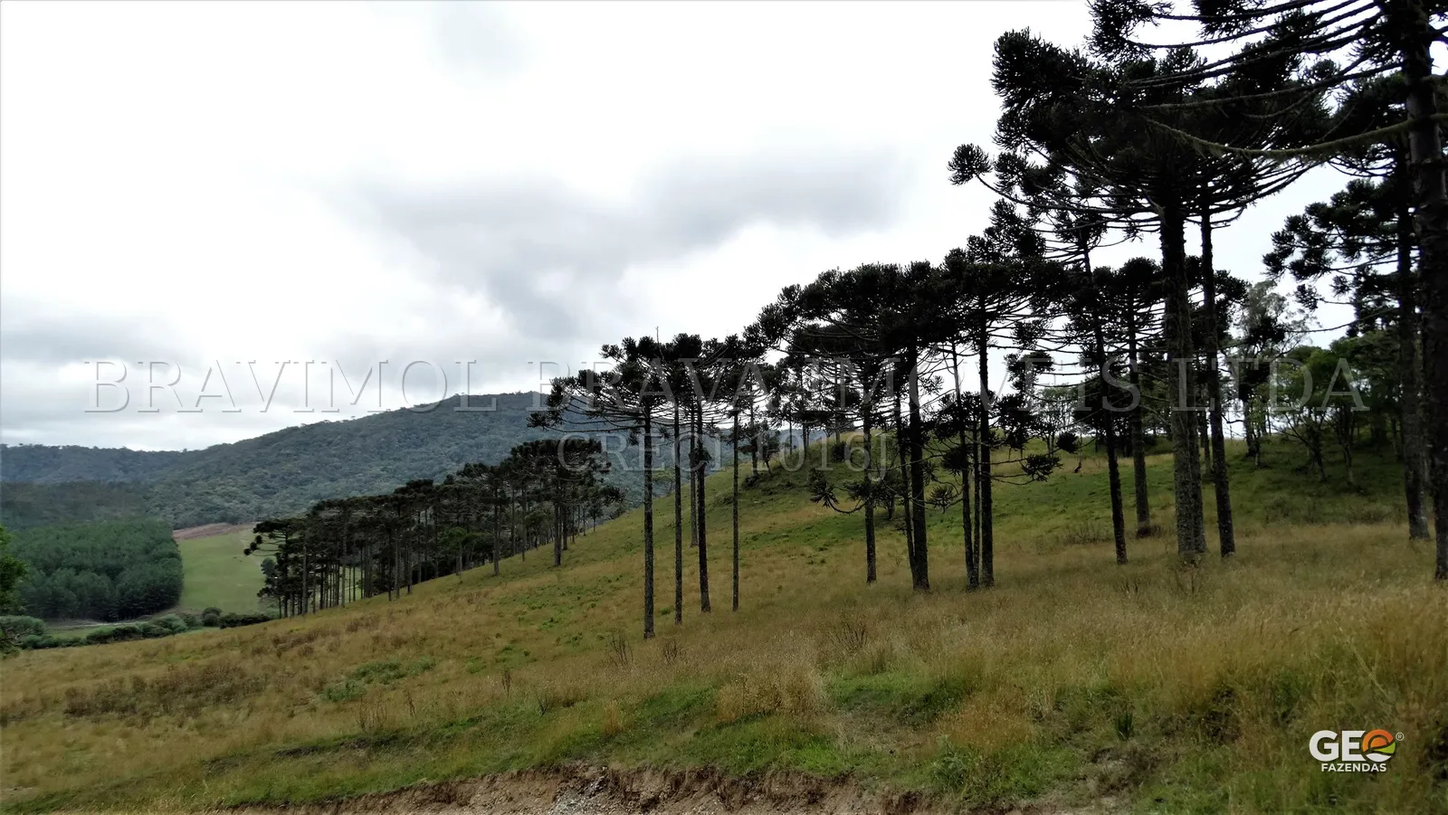 Área rural com araucárias e relevo montanhoso