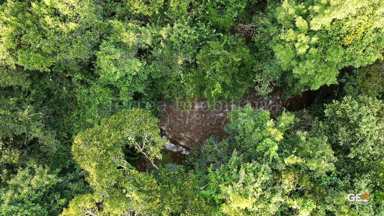 Vista aérea de mata com curso d'água