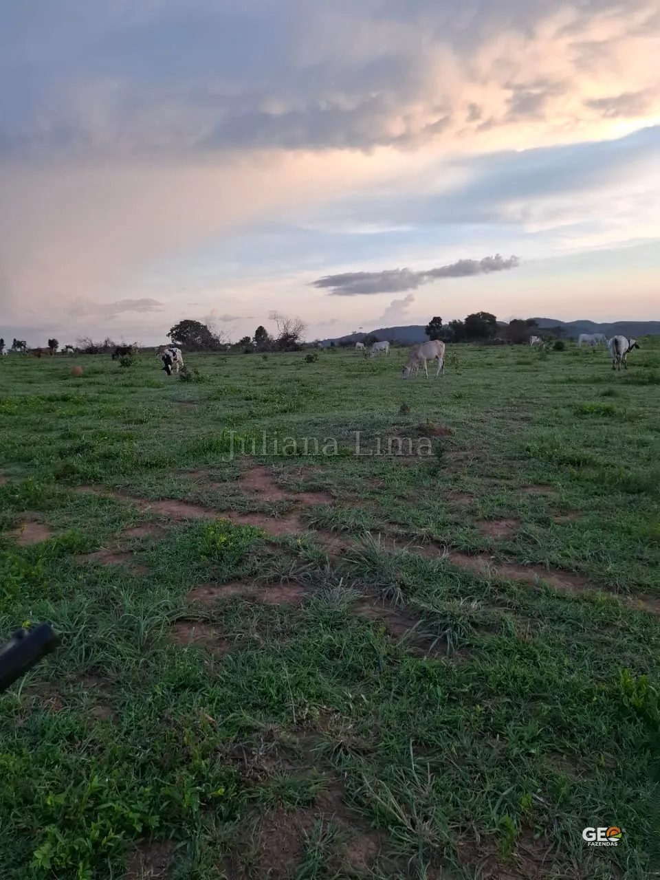 Pastagem com gado em área rural ao entardecer