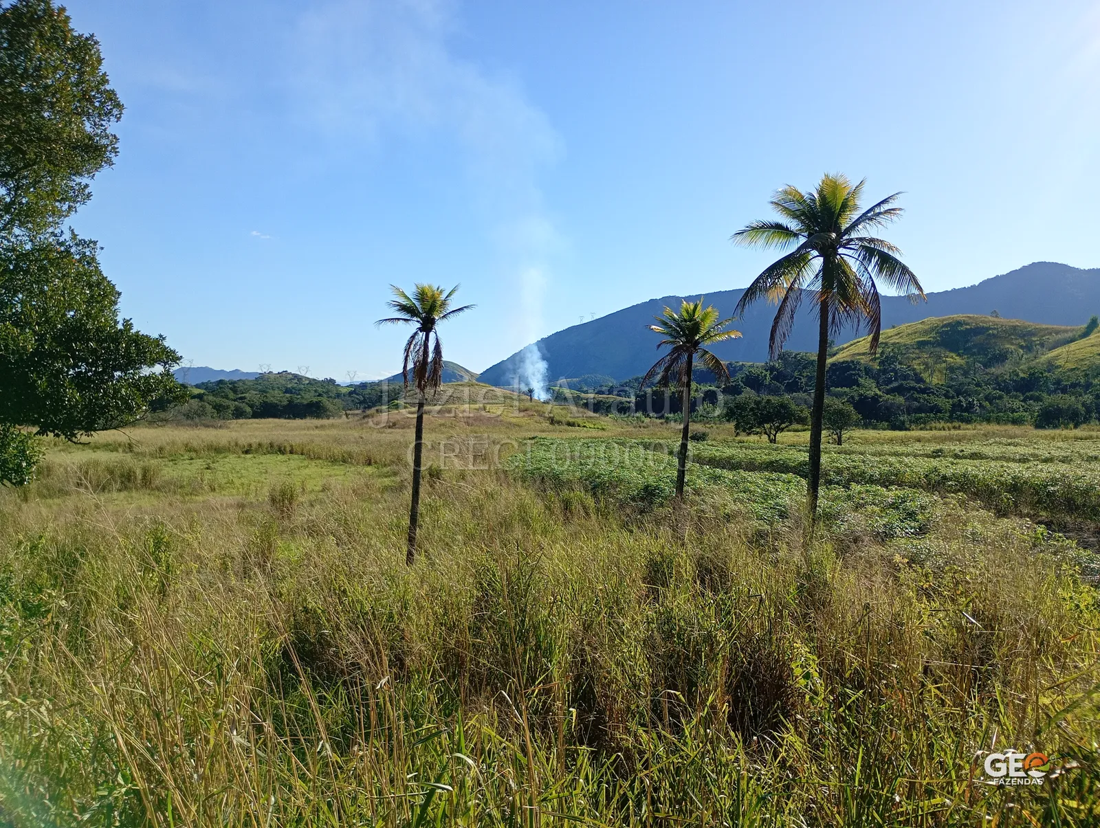 Área rural com palmeiras e montanhas ao fundo