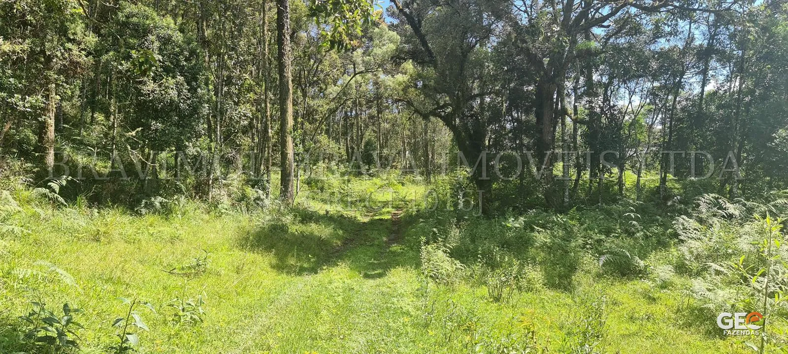 Área rural com vegetação e caminho de terra