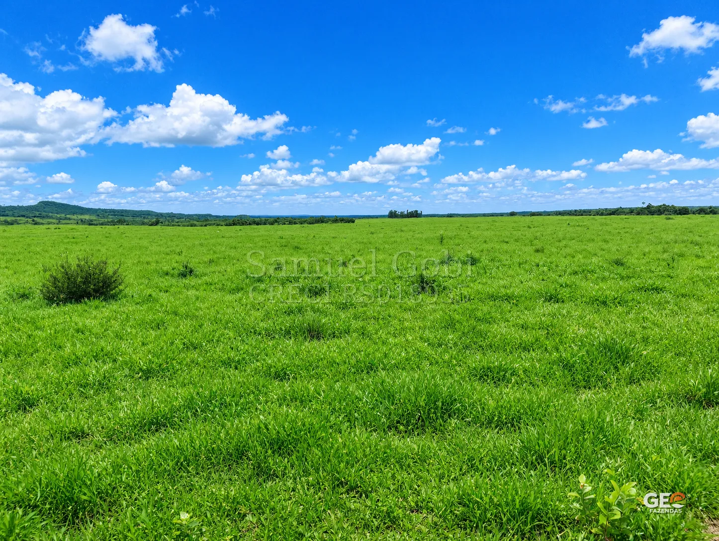 Campo verde com pastagem sob céu azul