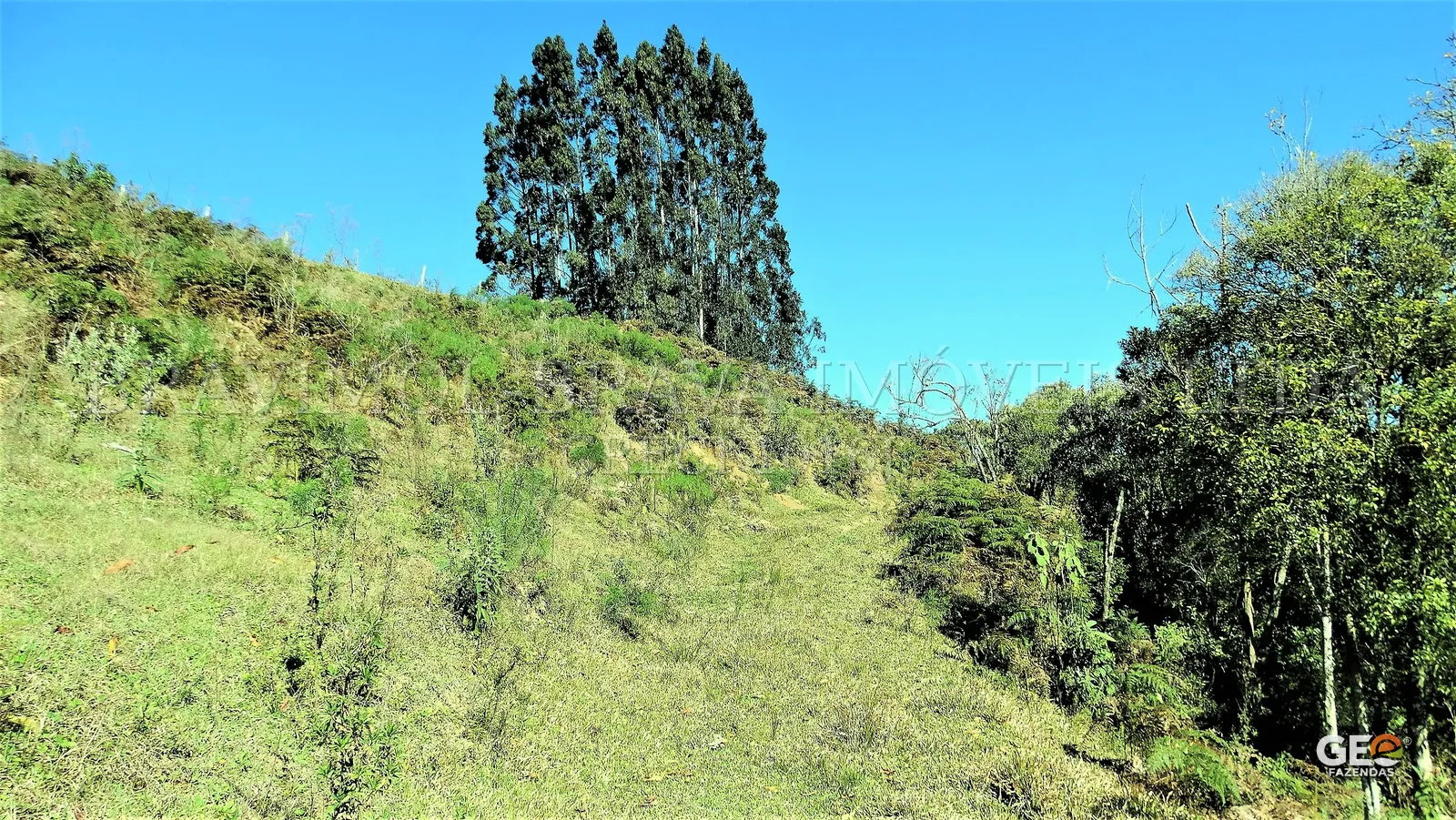 Terreno rural com vegetação e árvores altas