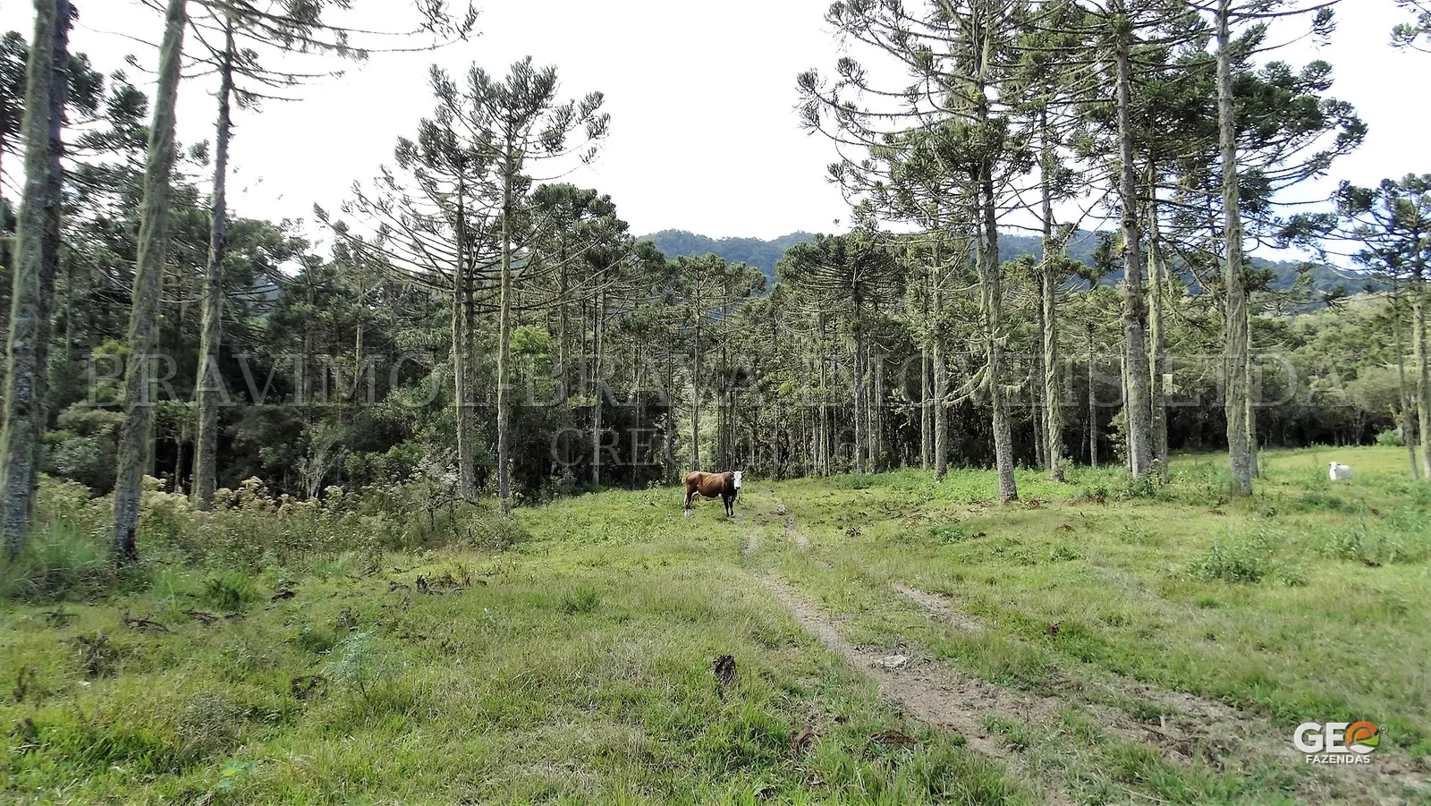 Área rural com araucárias e gado pastando