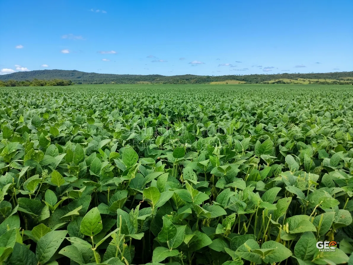 Plantação verde em área rural ampla
