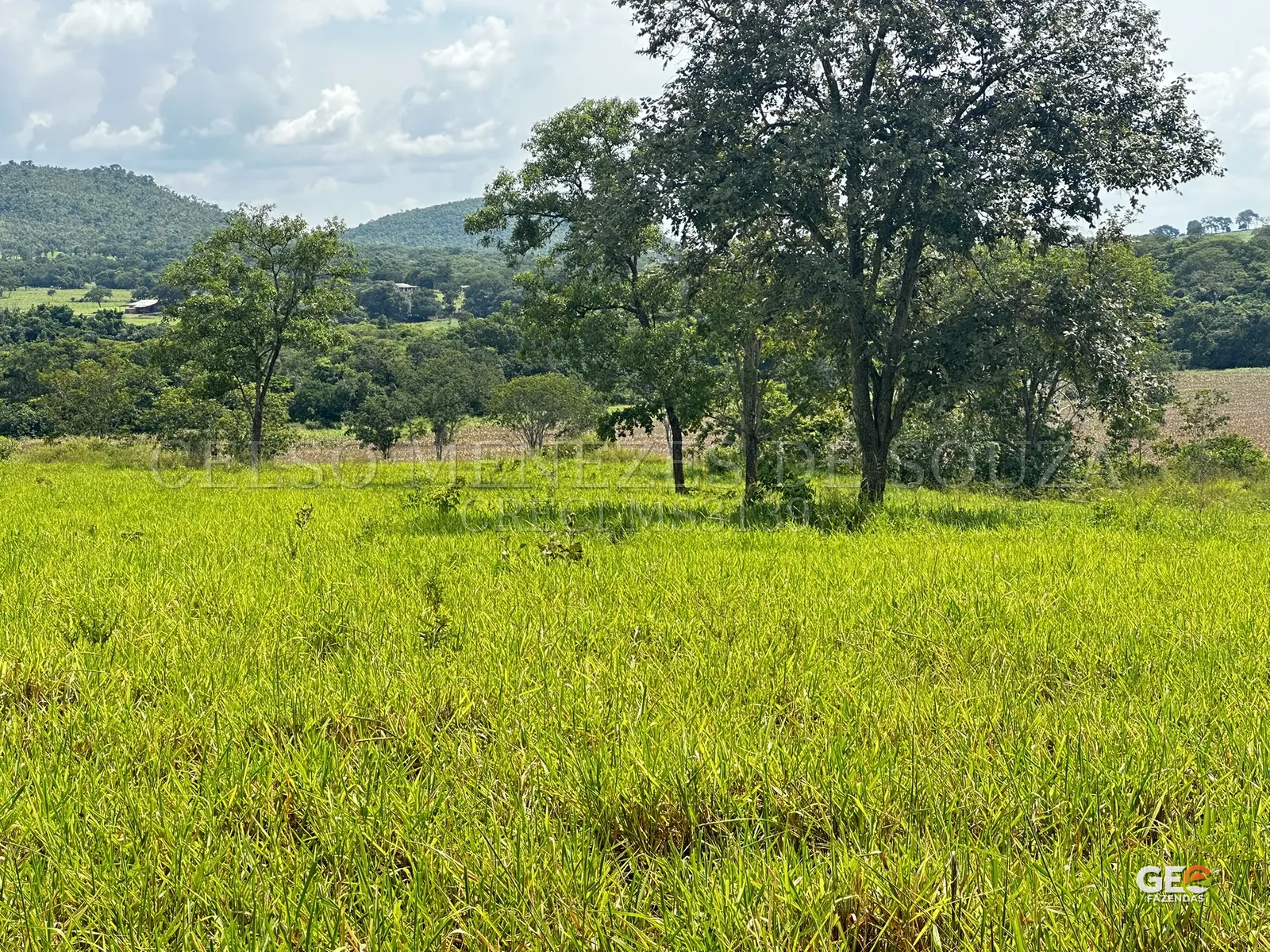 Área rural com pastagem e árvores nativas