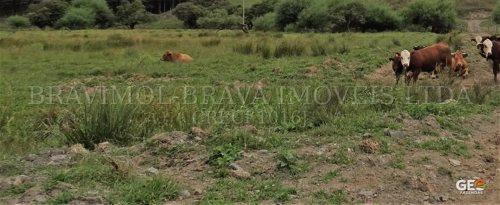 Área rural com pastagem e gado