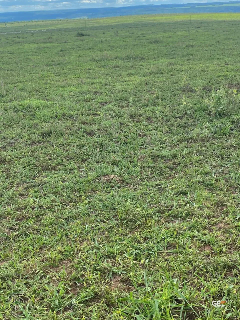Terreno rural com pastagem verde e horizonte aberto