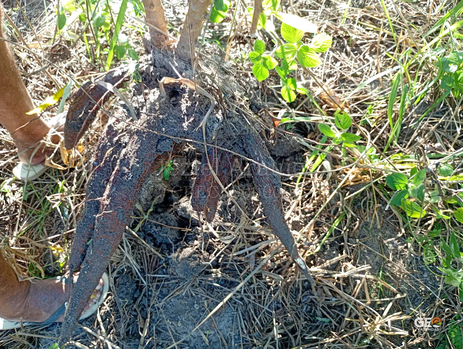 Detalhe de solo e vegetação em área rural