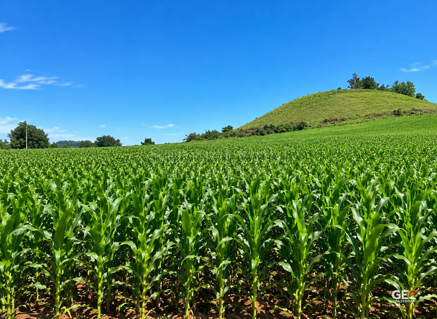 Plantação de milho em área rural com colina ao fundo