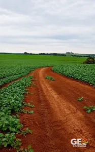 Fazenda em Palmeira das Missões - RS