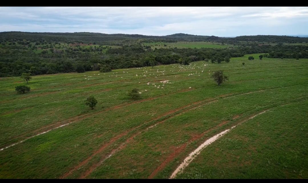 Área de pastagem com rebanho em fazenda