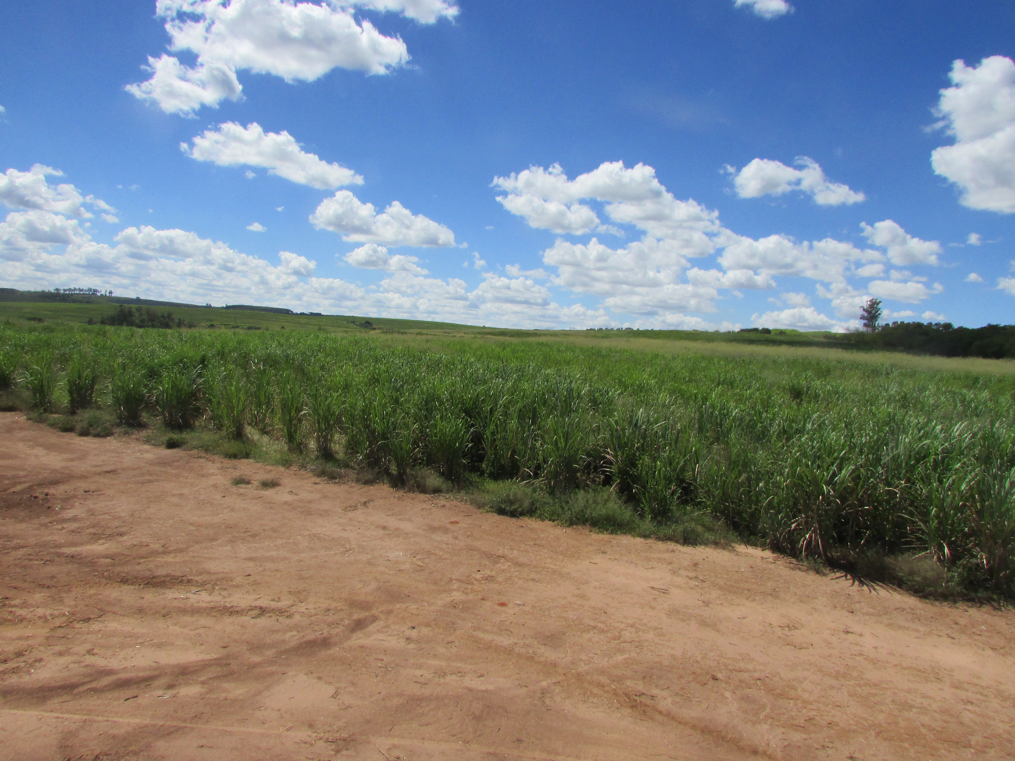 Área rural com plantação e estrada de terra