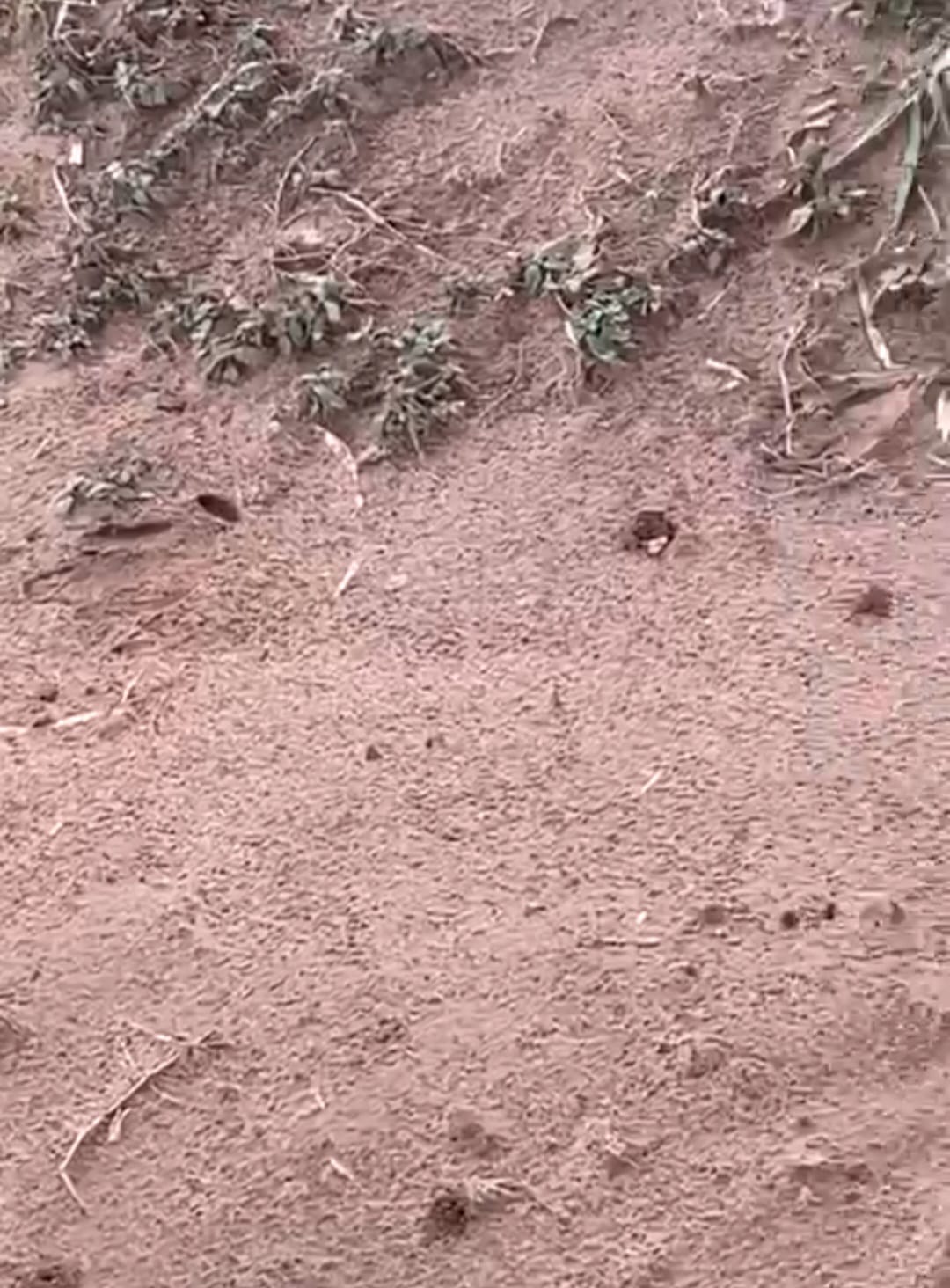 Solo com vegetação seca e pouca cobertura