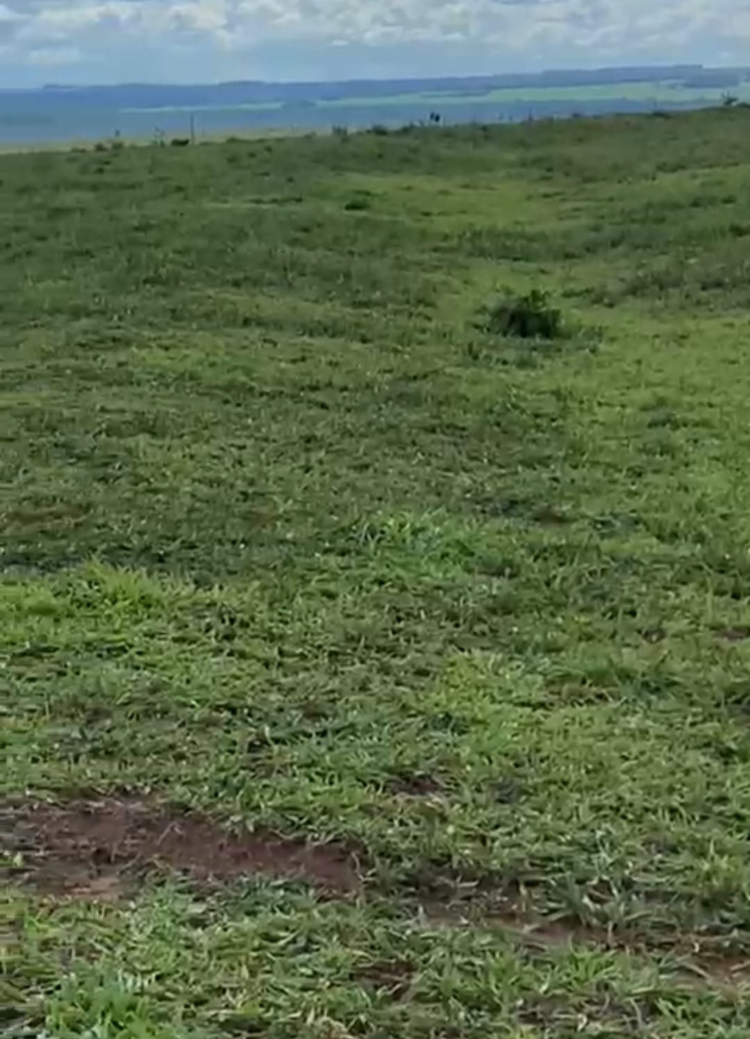 Terreno rural com vegetação verde e horizonte aberto
